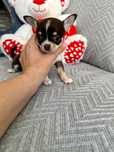 Menino chihuahua super mini
