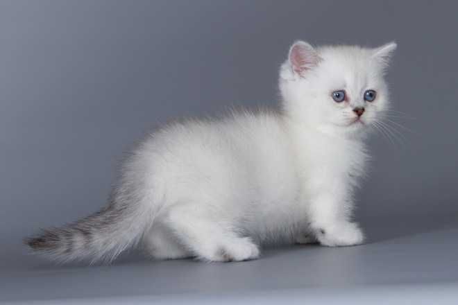 Кошенята породи манчкін, з коротенькими ніжками