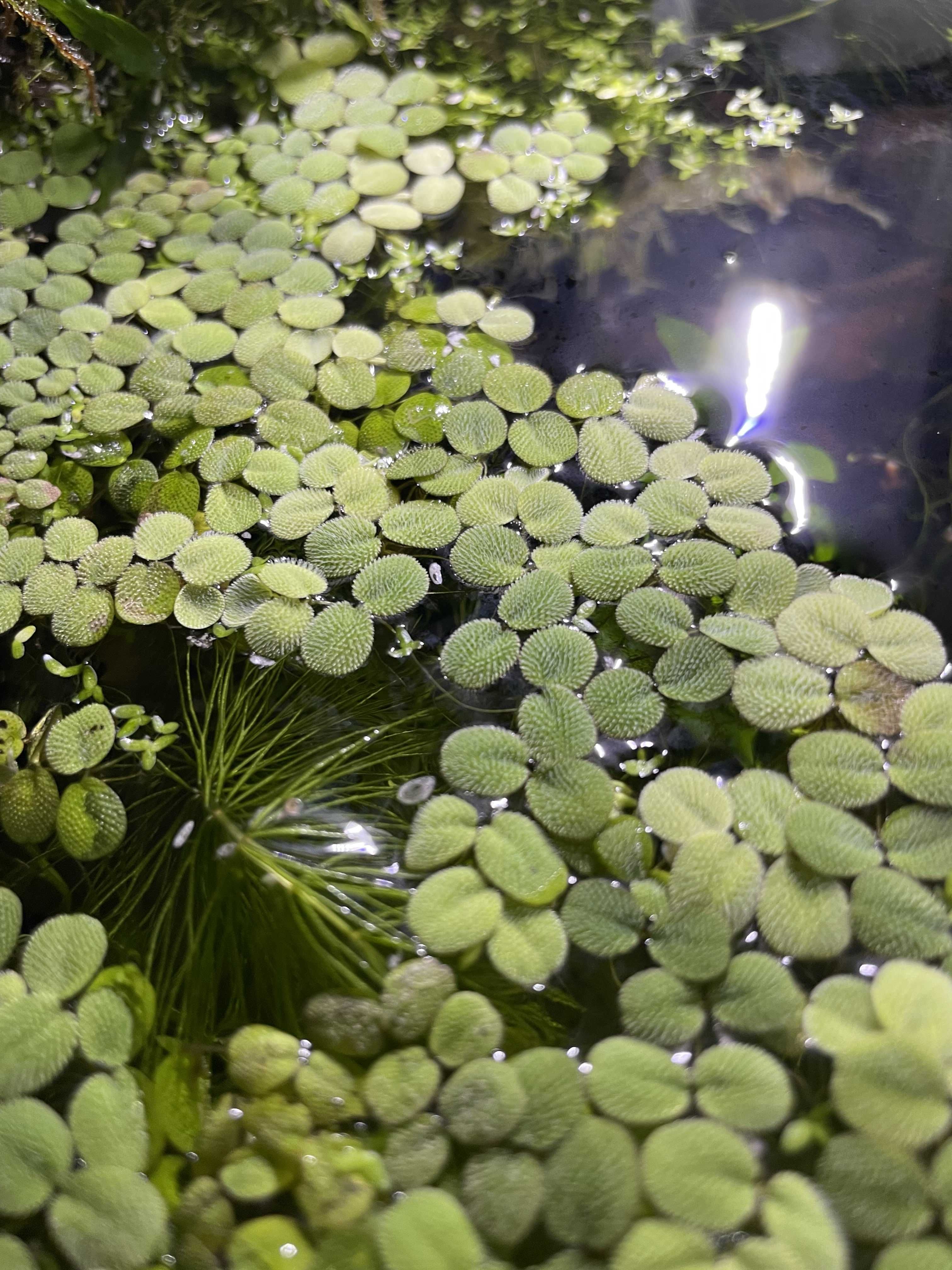 Salvinia – Roślina Pływająca do Akwarium