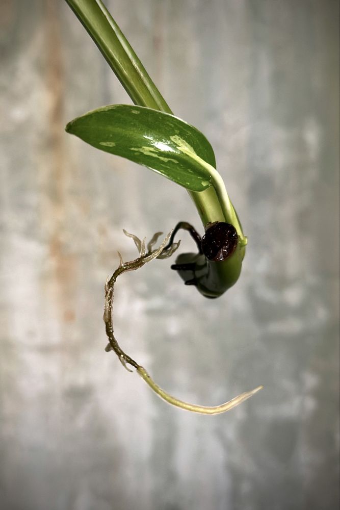 Philodendron domesticum Jose Buono - Filodendron variegata, pędówka