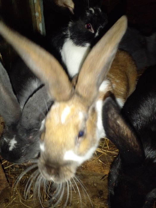 Продам 3міс.кролики!!!
