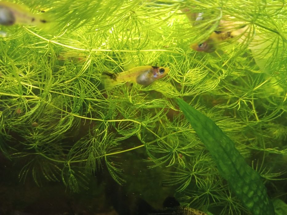 Molinezja czarne,  żółte nakrapiane. Młode osobniki 1 - 2 cm.