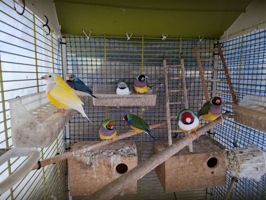 Venda de Diamantes Gold,  Babetes, Madarins e Rolas Diamante s