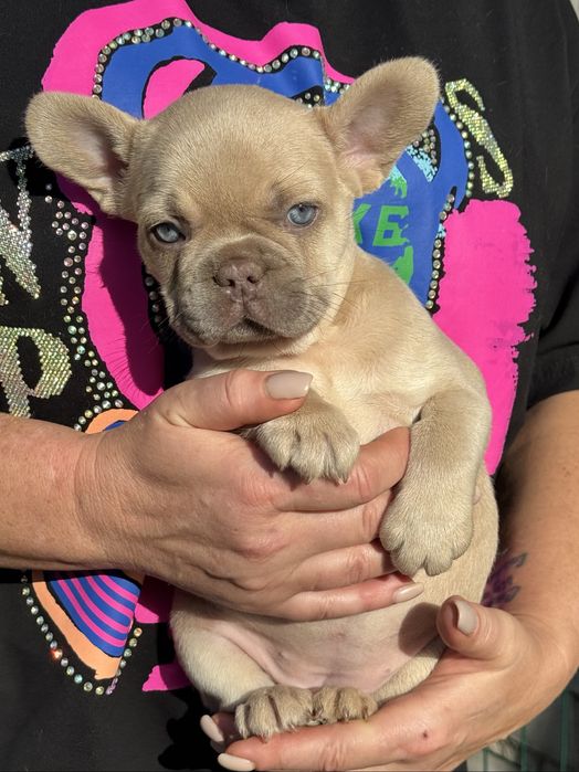 Французкие бульдоги