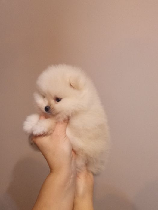 Померанский шпиц