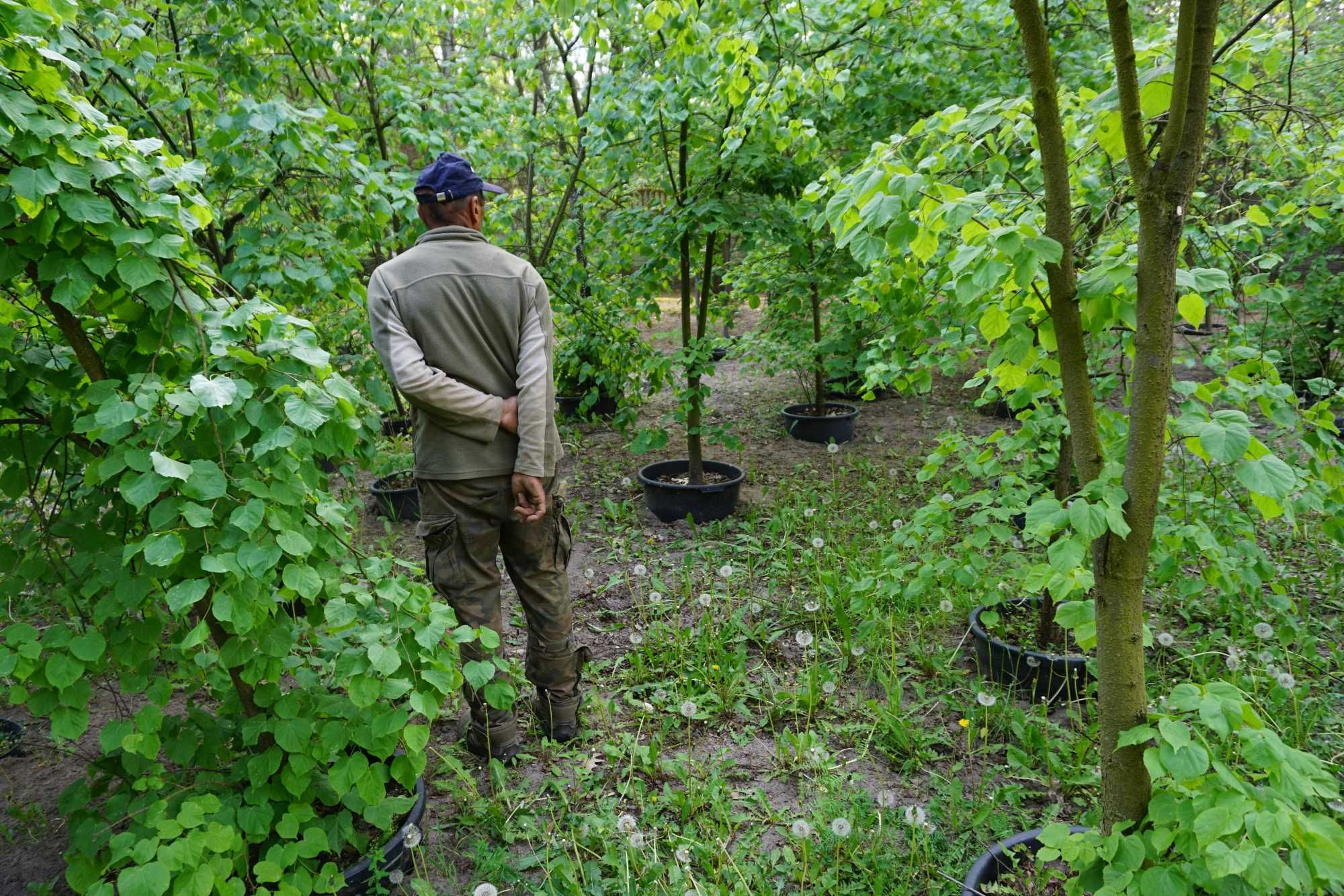 200-300cm lipa szerokolistna _ lipa wielkolistna _ Tilia platyphyllos