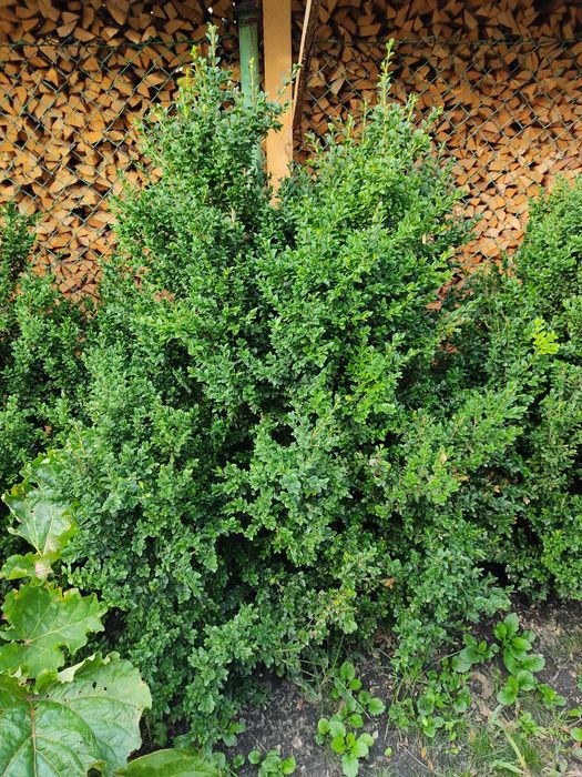 Bukszpan wysoki 140cm