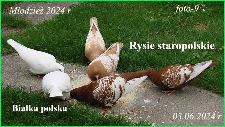 Rysie staropolskie - Rasa objęta programem SOS Ratujmy polskie rasy