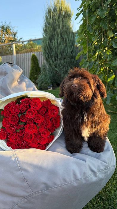 Хаванез. Дівчинка