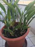 Planta Estrelicia em vaso