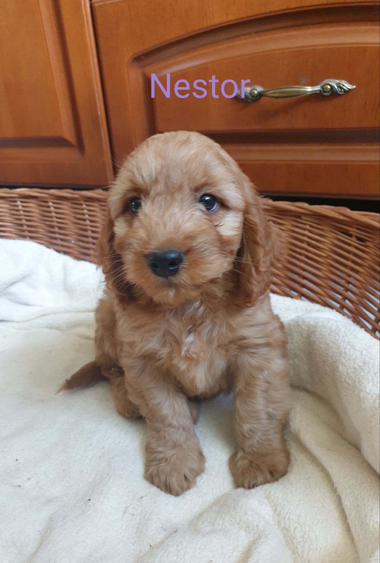Cockapoo. Hybryda. Cocker spaniel Angielski/ Pudel miniaturowy