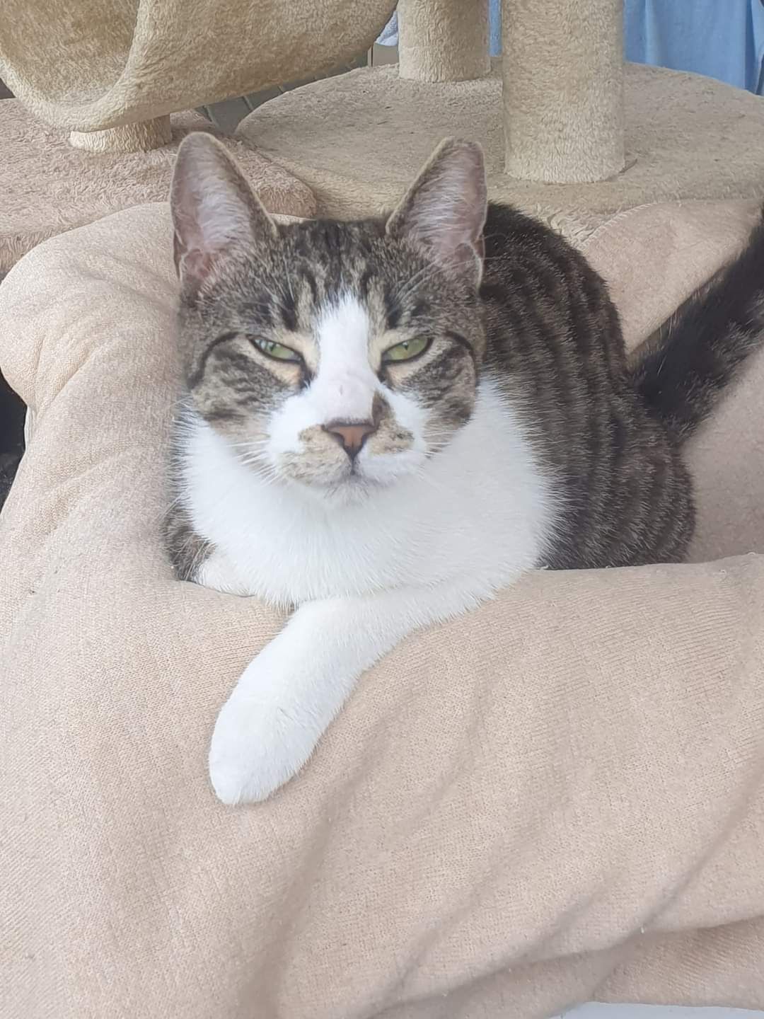Kotki Bura i Plamka do adopcji!