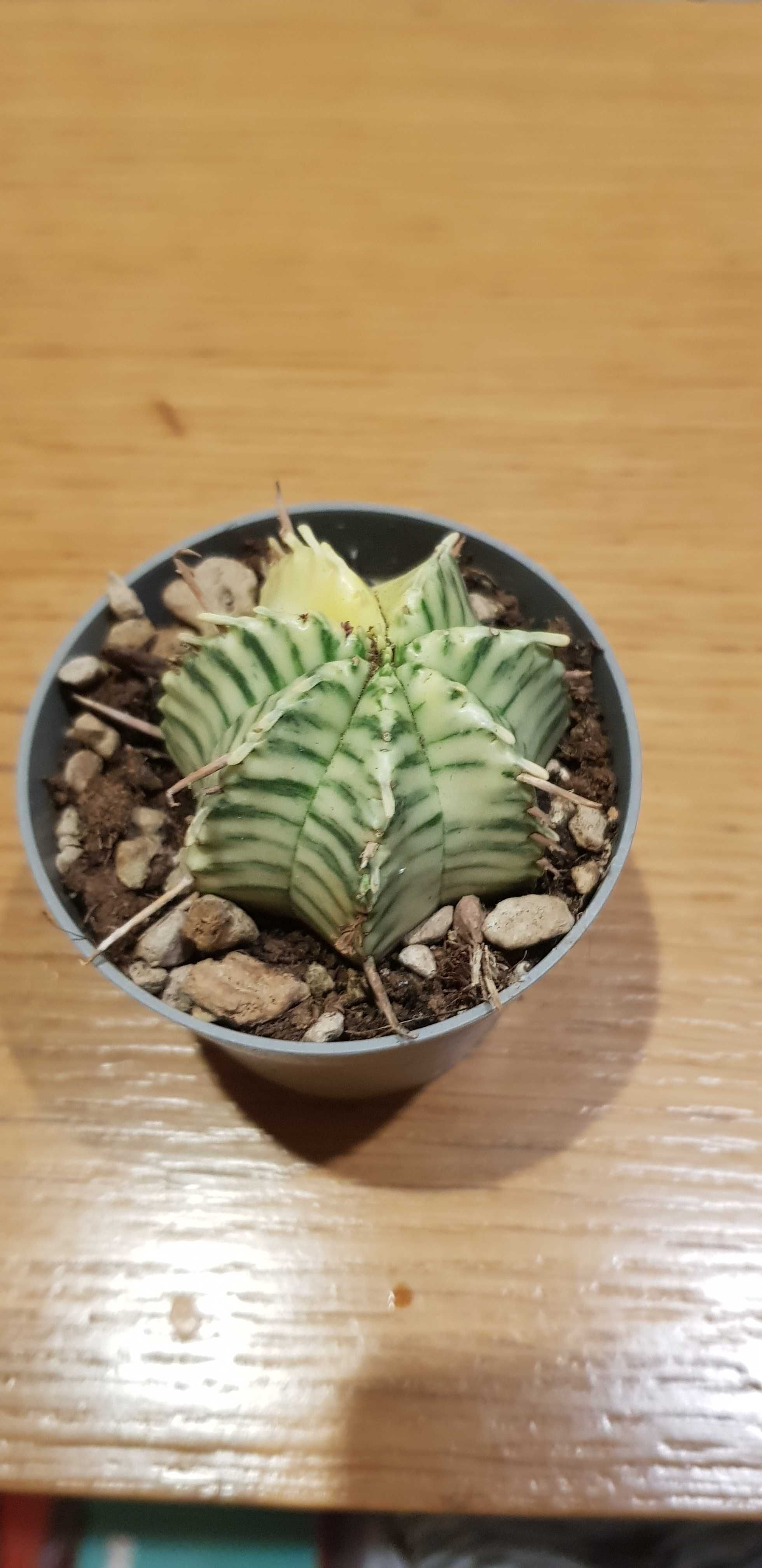 Suculentas Catos raros