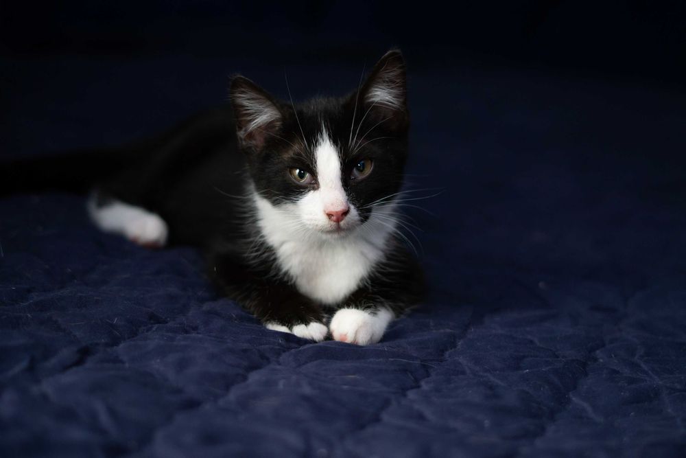 Popcorn - kot do adopcji