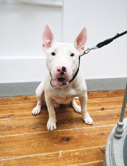 Bull Terrier Standard