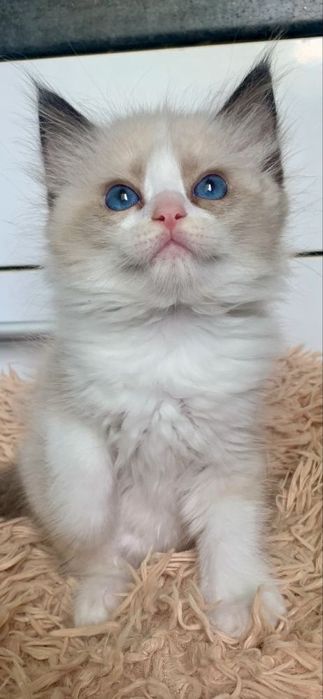 Ragdoll Kotka Seal Bicolor