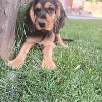 Cocker Spaniel Angielski