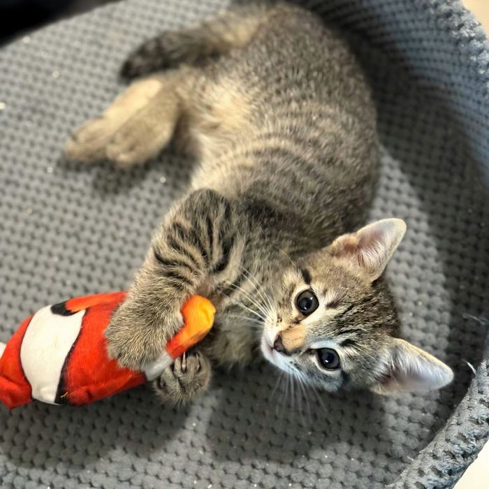 Котя, милый мальчик ждет своего человека