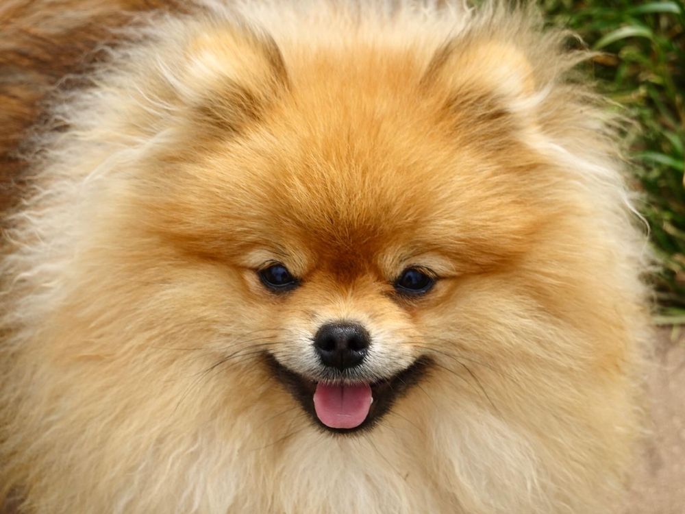 Gotowy do odbioru! OPALIT pies szczenię szpic miniaturowy pomeranian