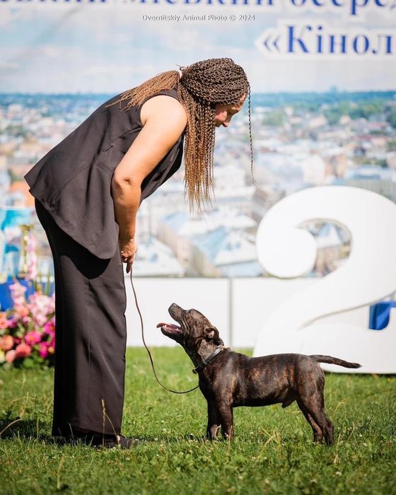 Цуценя стаффордширського бультерера