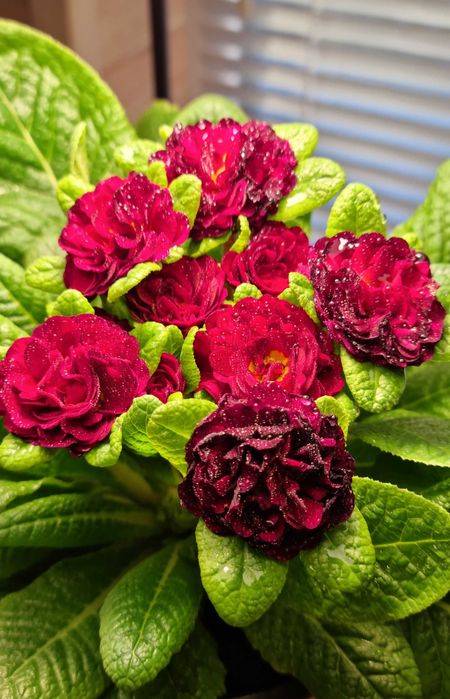 Саженцы кровавый щавель книфофия примула морозник