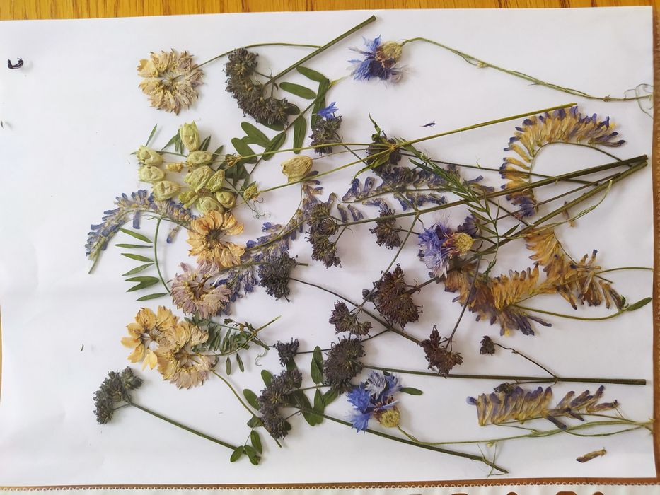 Suszone kwiaty trawy DIY