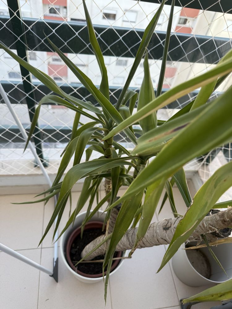Vendo planta YUCCA ELEPHANTIPES