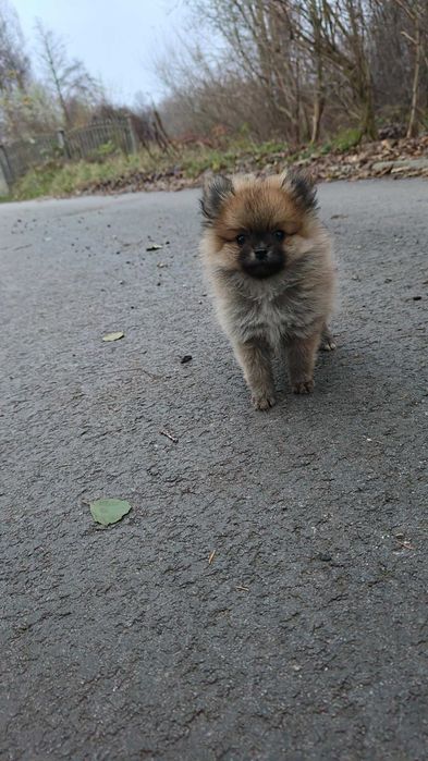Pomeranian , szpic miniaturowy- śliczny , malutki piesek- filmiki