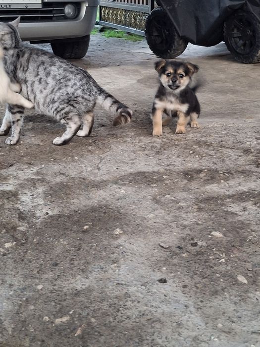 Віддамо  милючих, грайливих та дуже хороших двох дівчаток.