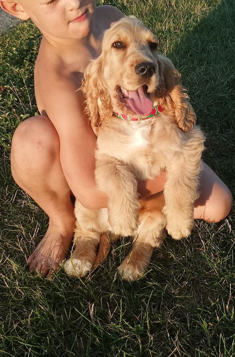 Cocer Spaniel szczeniak