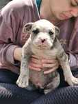 American bully merle ABKC suczka