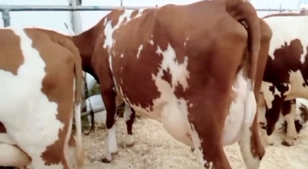 Корови Айшир на тримання