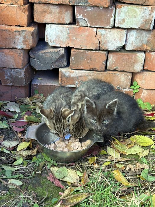 Cztery małe kociaki poszukuja domu