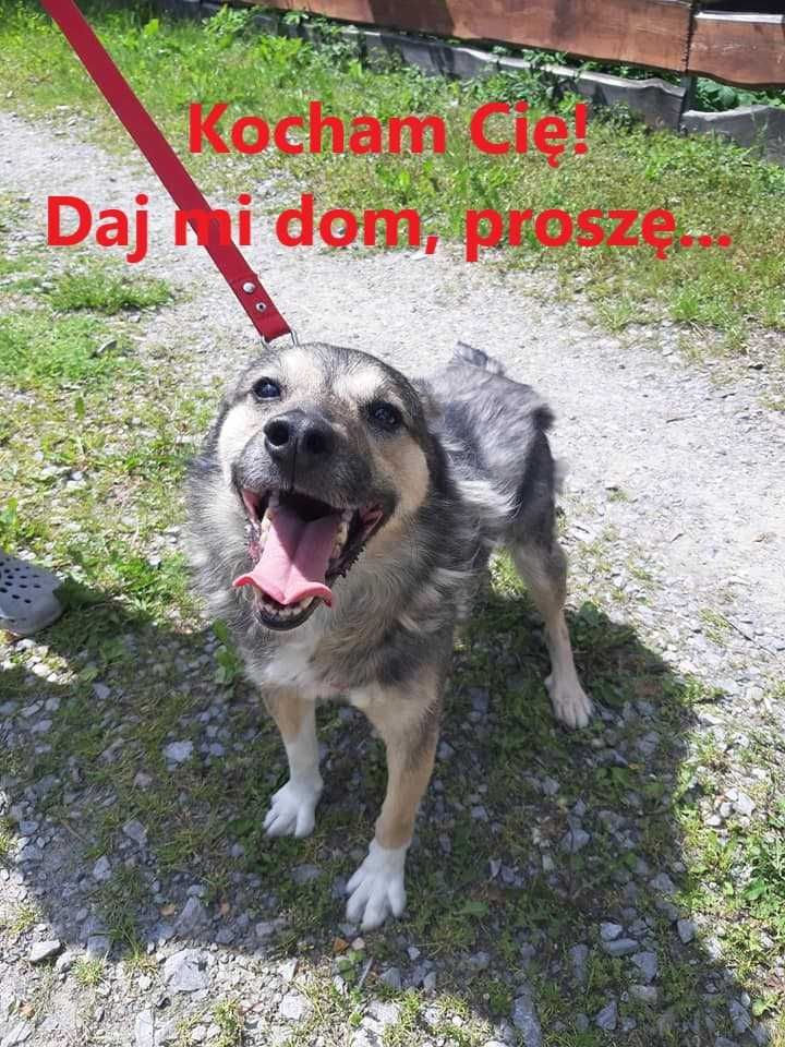 Kochany pies szuka domku. Adopcja.