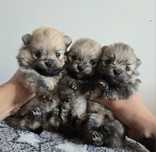 Szpic miniaturowy BOO Pomeranian ZKwP FCI