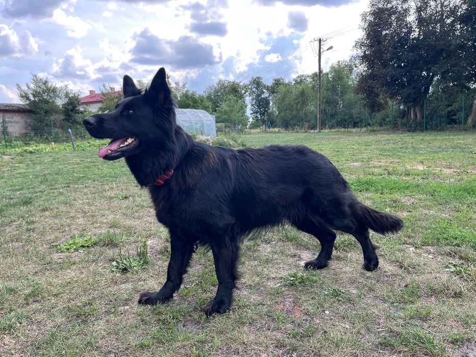 Owczarek Staroniemiecki