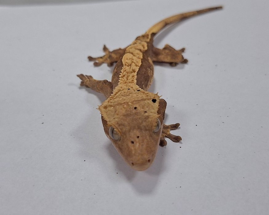 Gekon orzęsiony samica