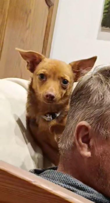Szczeniak chihuahua z rodowodem młody śliczny pies piesek