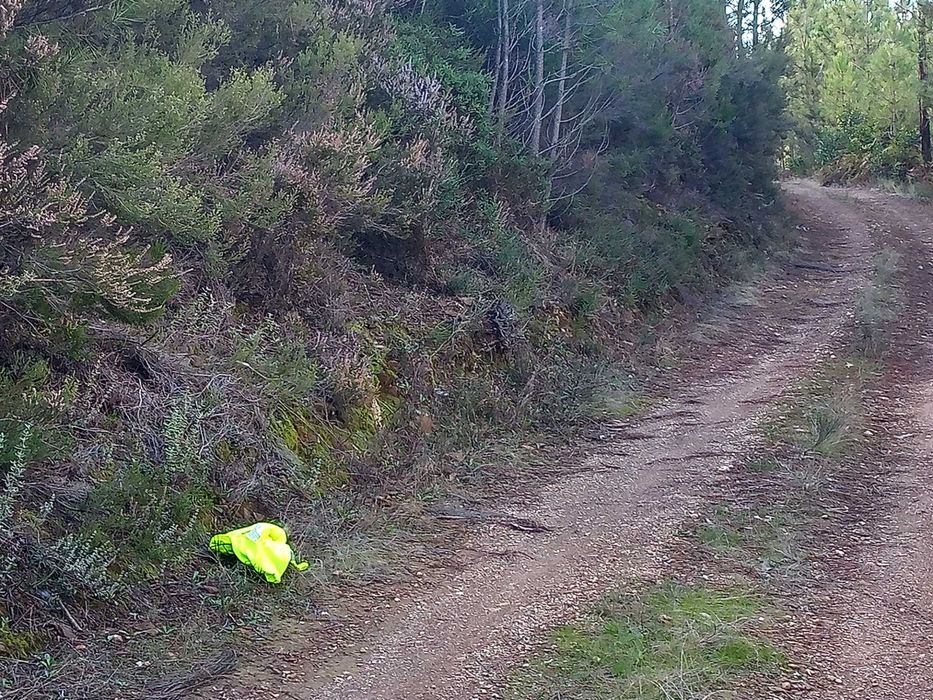 Terreno rustico zona de pinhal 3.8ha