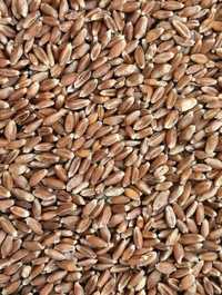 Продам пшеницю від 50кг і більше