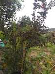Ameixoeira-dos-jardins (Prunus serasifera)
