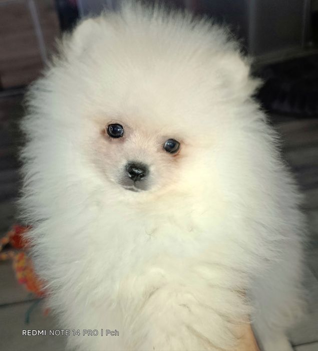 Przecudny miś pomeranian