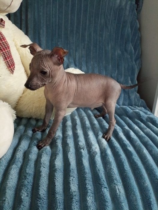 Nagi pies meksykański xolo miniatura