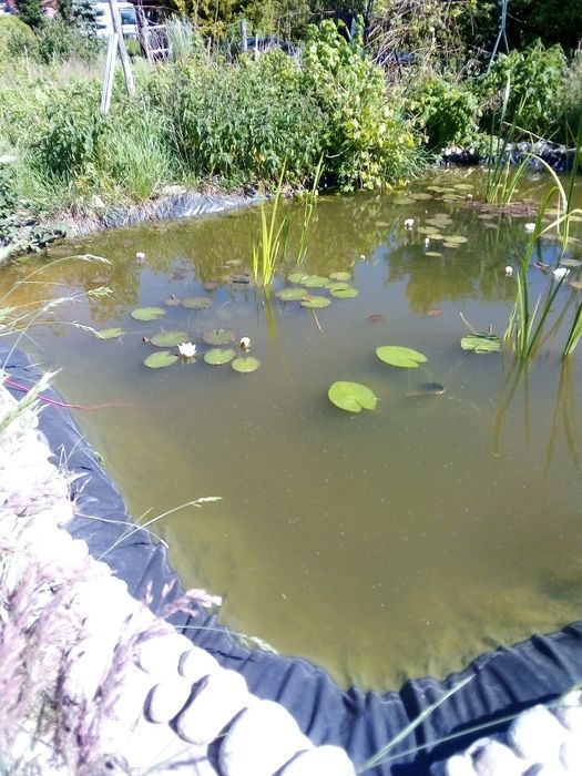 Rosliny do oczka wodnego