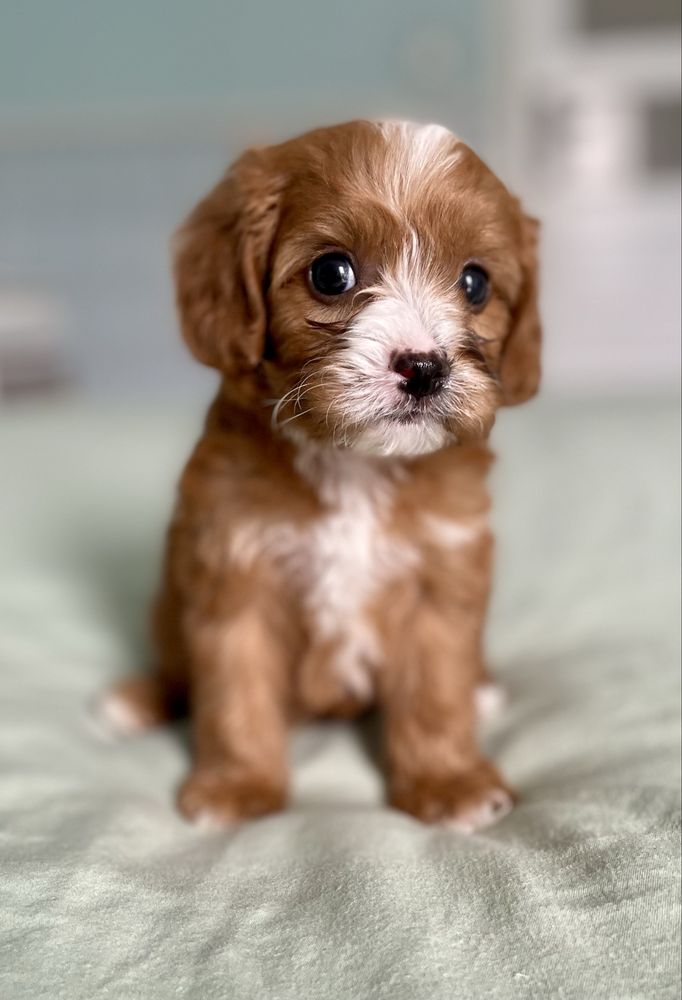Cavapoo F1/ chłopczyk