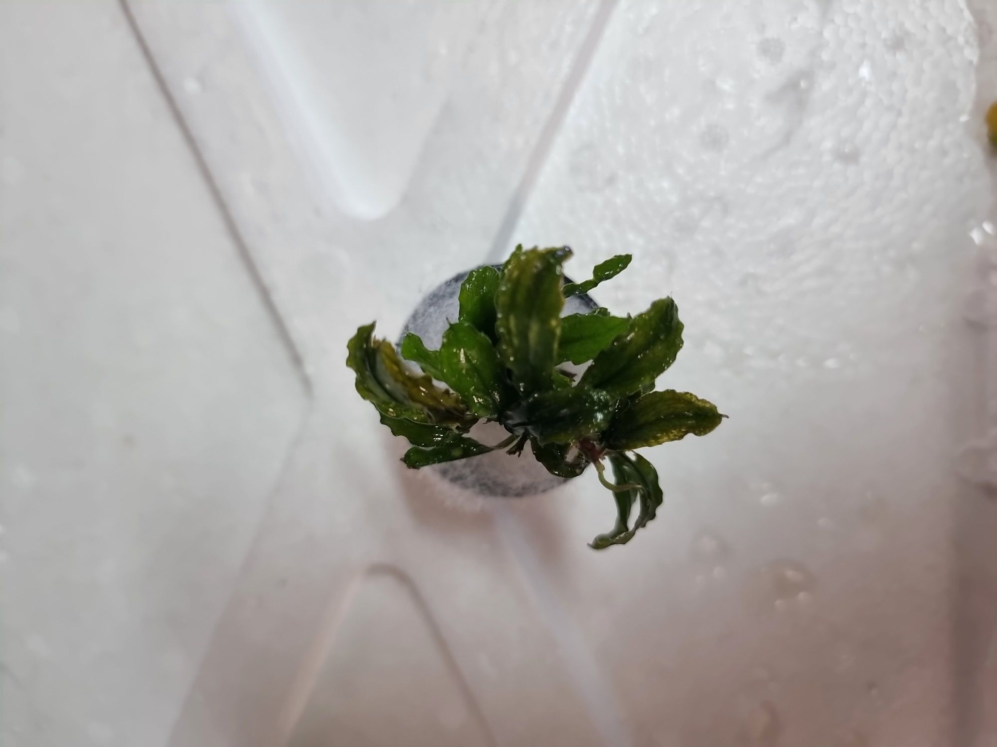 Zestaw 7 koszyków bucephalandra, anubias, microsorium,schismatoglottis
