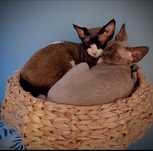 Devon Rex - 2 kocury + automatyczna kuweta