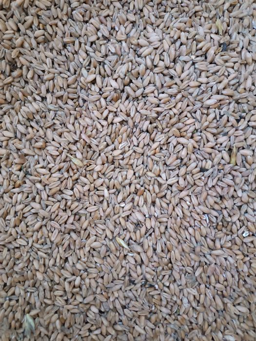 Пшениця озима 2025 року.