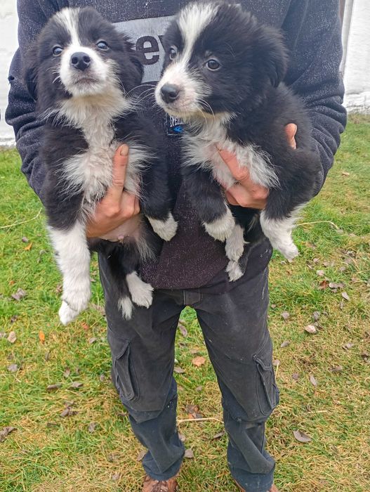 Border Collie śliczny szczeniaczek