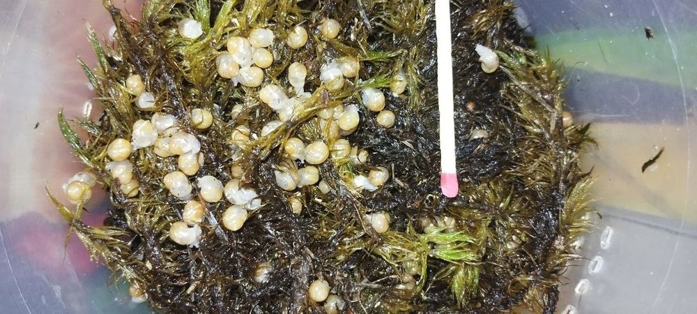 Продам равликів Ахатини